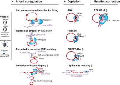 Circular RNAs as Therapeutic Agents and Targets